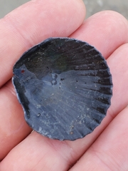 Argopecten irradians