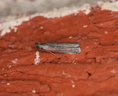 Elasmopalpus lignosella