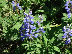 Lupinus latifolius