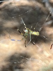 Trichonephila clavata