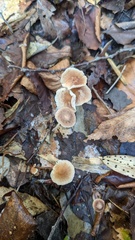 Collybiopsis biformis