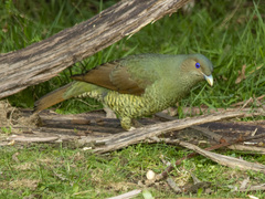 Ptilonorhynchus violaceus
