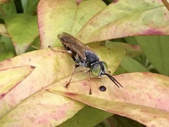 Tachytes guatemalensis