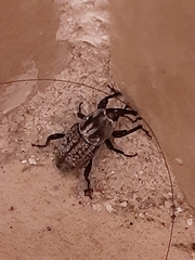 Sphenophorus cicatristriatus