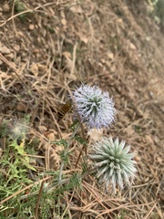 Amegilla garrula