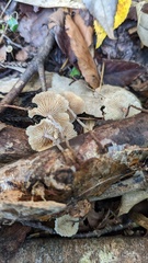 Collybiopsis biformis