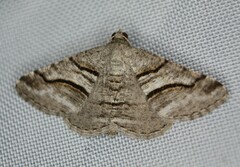 Digrammia continuata