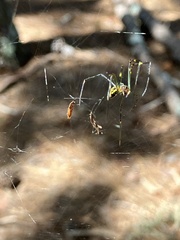Trichonephila clavata