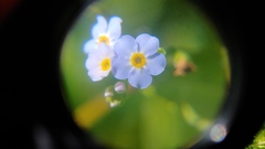 Myosotis scorpioides