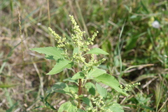 Cyclachaena xanthiifolia