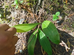 Clintonia uniflora