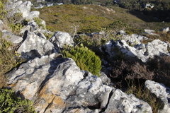 Cliffortia