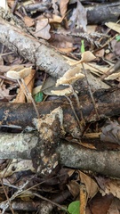 Collybiopsis biformis