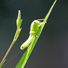 Cyrtacanthacridini