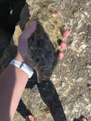 Paralichthys californicus
