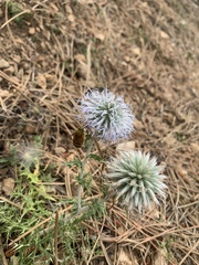 Amegilla garrula