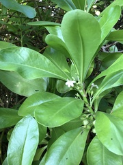 Scaevola taccada