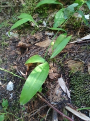 Clintonia uniflora