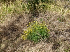 Senecio madagascariensis