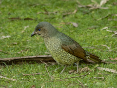 Ptilonorhynchus violaceus