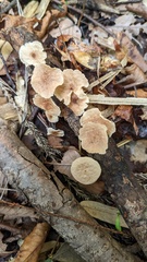 Collybiopsis biformis
