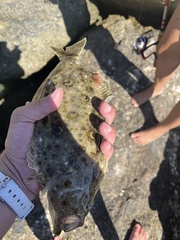 Paralichthys californicus
