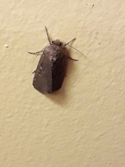 Spodoptera cilium