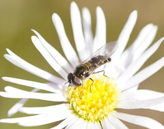 Melangyna viridiceps