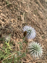 Amegilla garrula