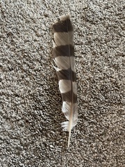 Accipiter