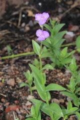 Tradescantia crassifolia