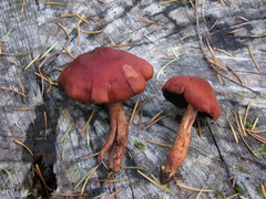 Cortinarius sanguineus