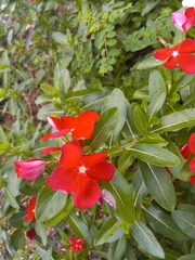 Catharanthus roseus