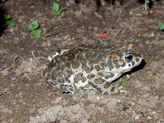 Bufotes viridis viridis