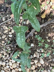 Smilax