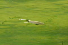 Apalone spinifera guadalupensis