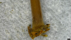 Collybiopsis biformis