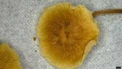 Collybiopsis biformis