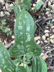Smilax