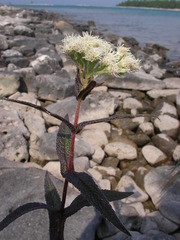 Eupatorium perfoliatum