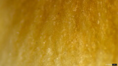 Collybiopsis biformis
