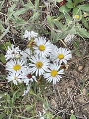 Erigeron coulteri