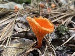 Cantharellus cinnabarinus