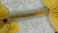 Collybiopsis biformis