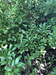 Scaevola taccada