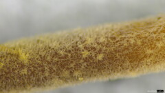 Collybiopsis biformis