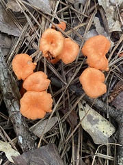 Cantharellus cinnabarinus