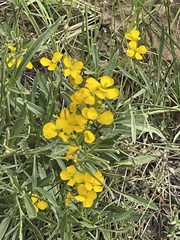 Erysimum capitatum