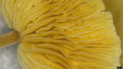 Collybiopsis biformis