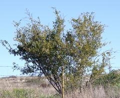 Ziziphus mucronata